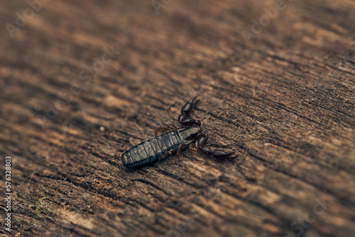 Details of a pseudoscorpion on a brown wood.