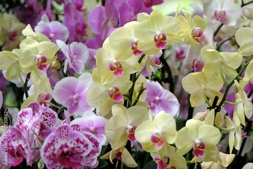 Fotografie Cream phalaenopsis moth orchids in flower.