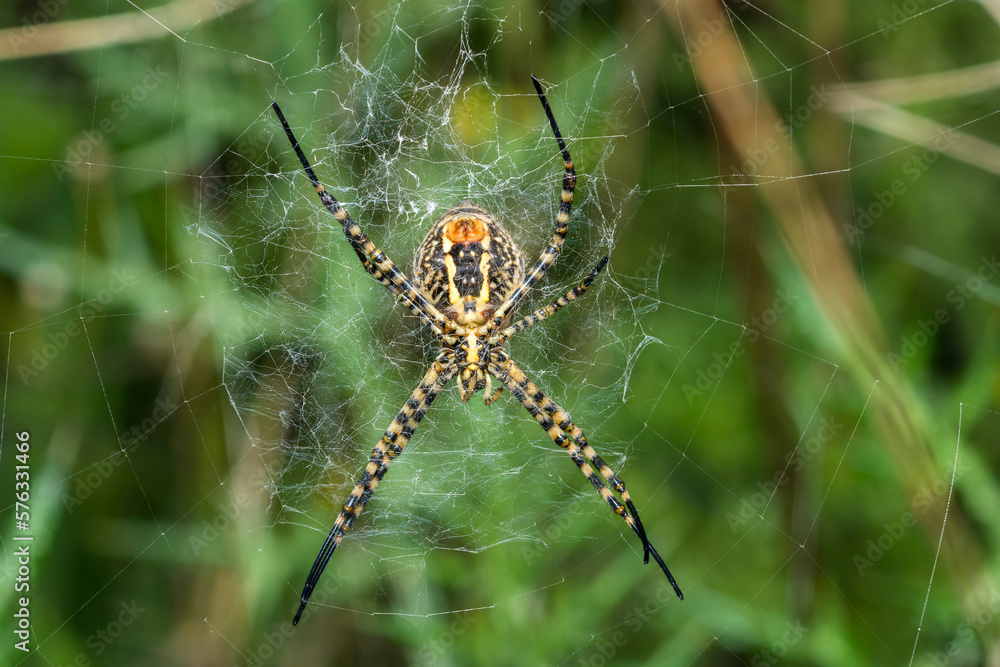 Banded Garden Spider sitting in the center of its web, Argiope Trifasciata Banded Garden Spider sitting in the center of its web, Argiope Trifasciata
