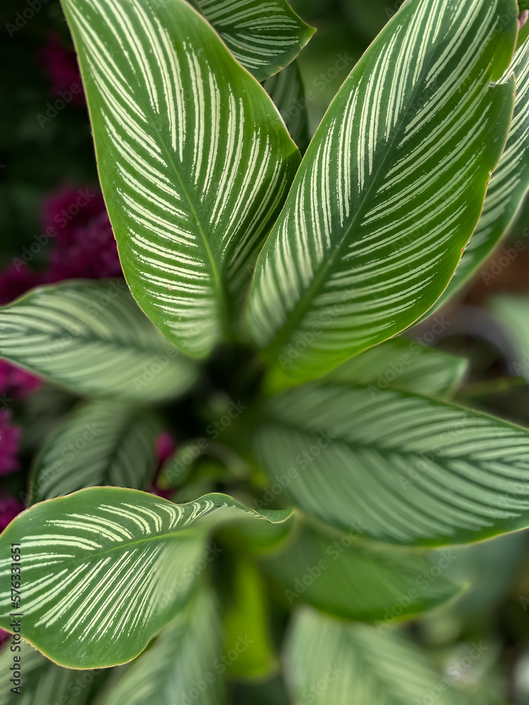 Top view of green leaves with white pattern on them Top view of green leaves with white pattern on them