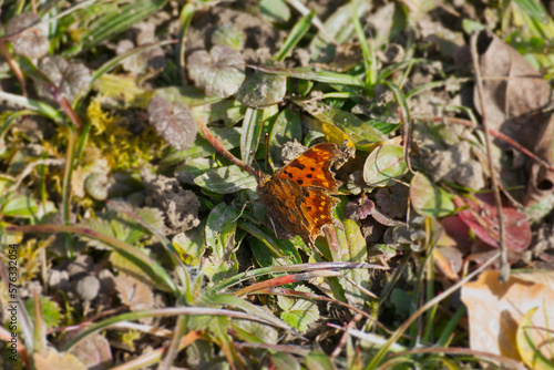 Comma butterfly (Polygonia c-album) sitting on a leaf in Zurich, Switzerland