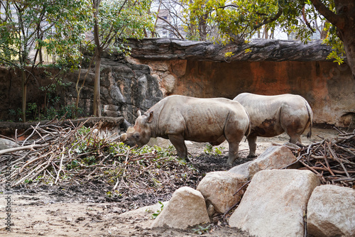 天王寺動物園_クロサイ Tennoji Zoo_black rhinoceros
