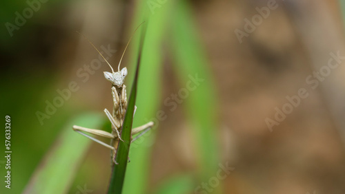 Young Heldreich's dwarf mantis, Ameles Heldreichi, praying mantis on a thin leaf