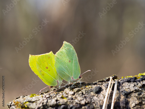 Pair of Common brimstone butterfly (Gonepteryx rhamni)copulating in spring, yellow butterfly