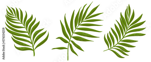 Green branches with leaves. Palm leaves. Tropical plant elements for your design