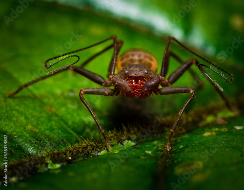 guaba whip spider on the leaf in the forest of puerto rico
