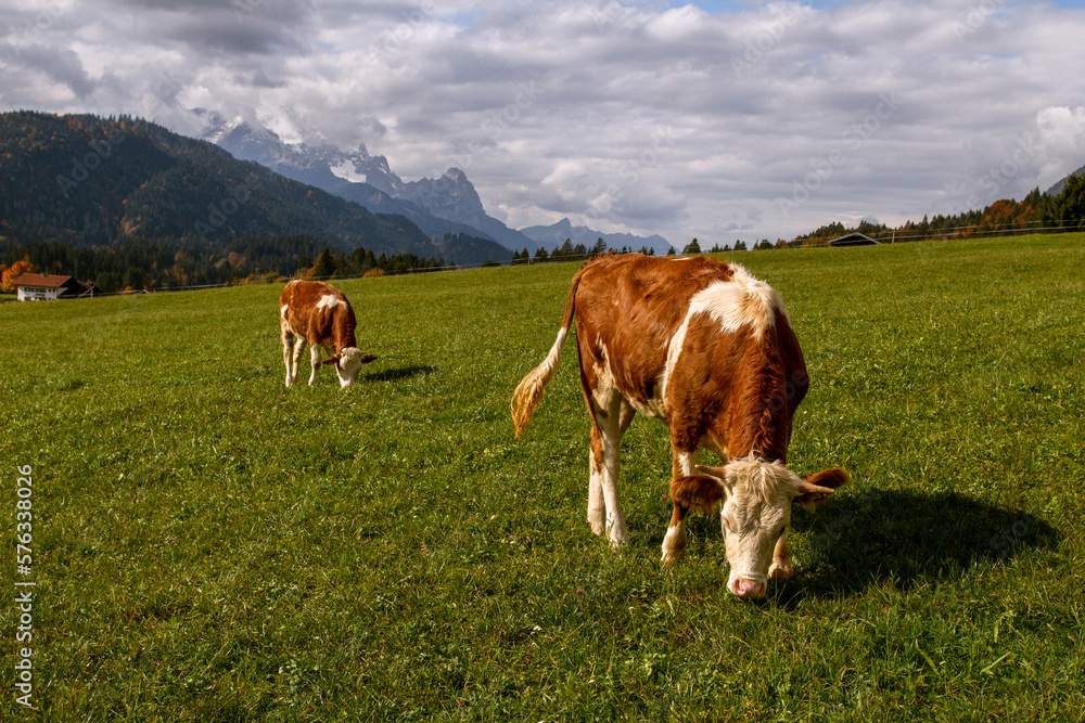 Cows graze on a green meadow on a sunny day. Pasture Meadows. Idyllic landscape.