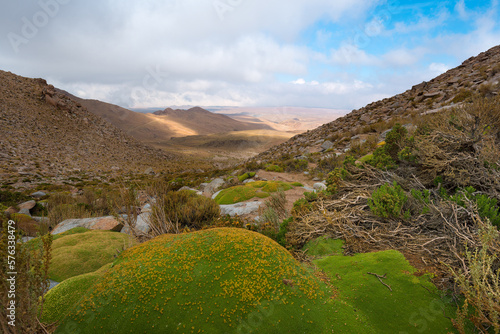 Yareta plant (Azorella compacta) , ancient typical plant that grows (moss) in the Andes of South America, here in the Altiplano of the Atacama Desert in Chile. photo