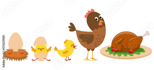 Hatching and growing process of chicken. Stages of chicken growth from egg to hen and adult mother bird.