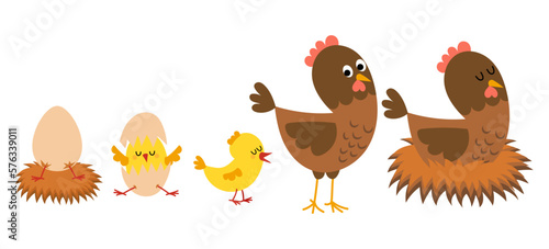 Hatching and growing process of chicken. Stages of chicken growth from egg to hen and adult mother bird.
