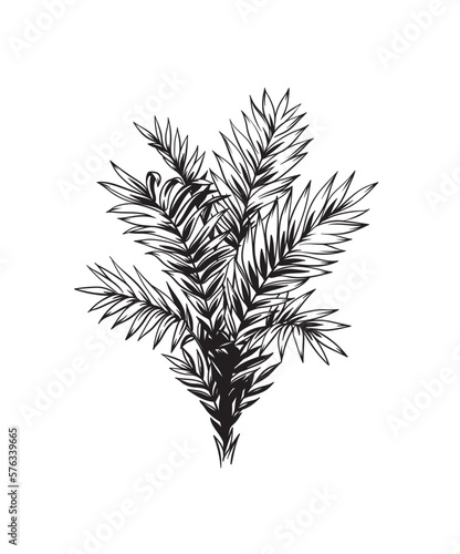 Hand drawn black and white tropical palm. Vector illustration. Hawaiian plant in realistic style. Foliage design. Botanical element isolated on a white background.