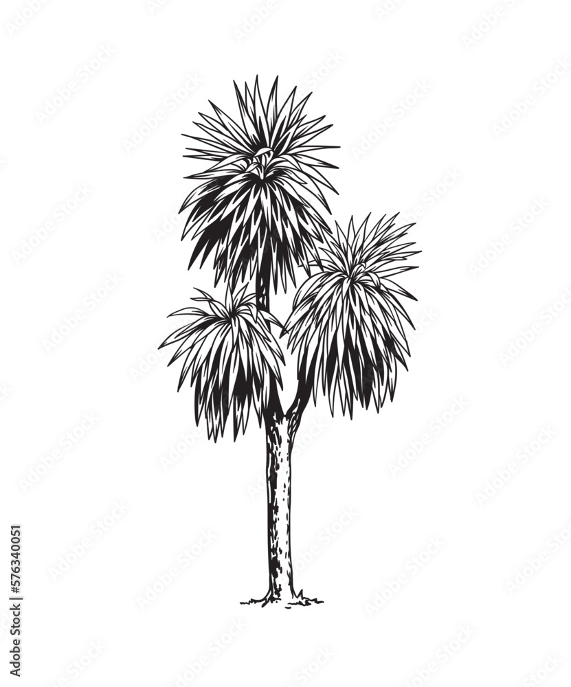 Fototapeta premium Yucca. Hand drawn black and white tropical tree. Vector illustration. Foliage design. Botanical element isolated on a white background.