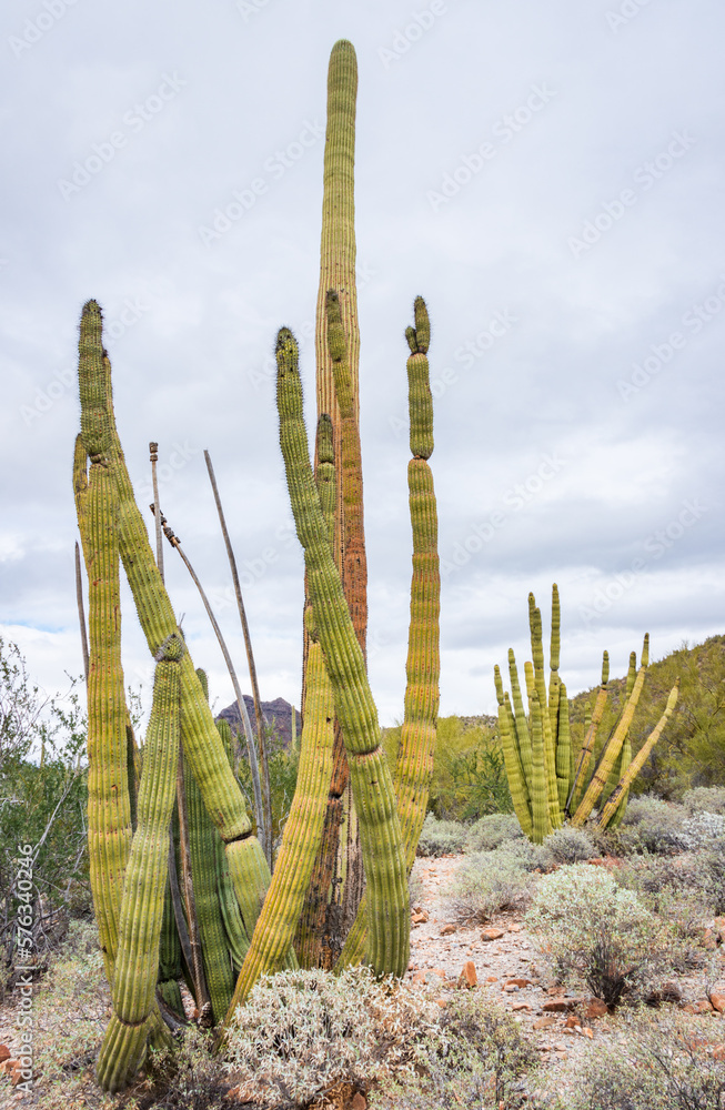 The Cactus of Organ Pipe Cactus National Monument The Cactus of Organ Pipe Cactus National Monument