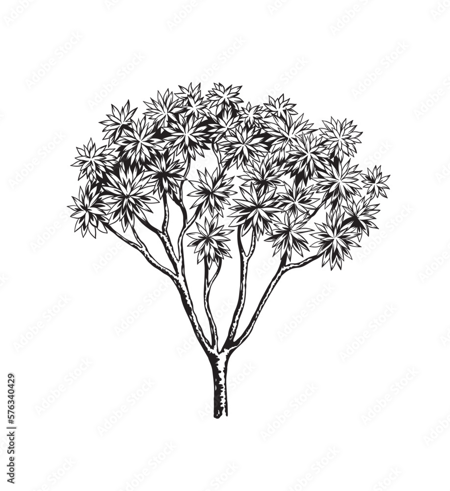 Fototapeta premium Hand drawn black and white tropical tree. Vector illustration. Foliage design. Botanical element isolated on a white background.