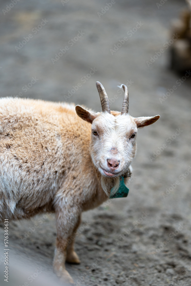 Obraz premium 動物園のヤギ