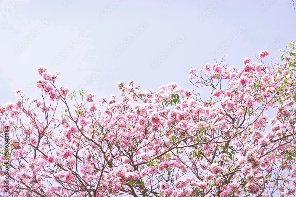 Pink Trumpet (Tabebuia Rosea) flowers in full bloom on blue sky Bangkok, Thailand Pink Trumpet (Tabebuia Rosea) flowers in full bloom on blue sky Bangkok, Thailand