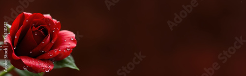 Red rose isolated on a dark...