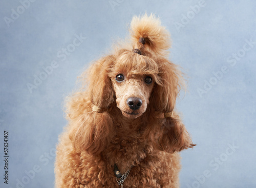 Happy dog. funny red poodle on a blue background. Pet in studio 