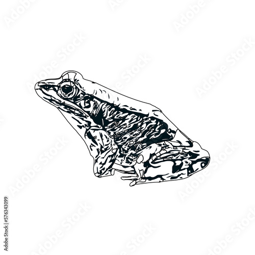 black and white sketch of a frog with transparent background