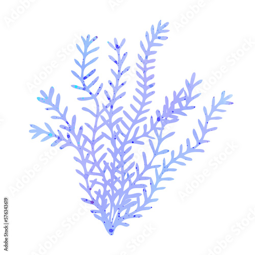Algae or seaweed. Botanical Illustration. Underwater flora, sea plants. Concept of sea and ocean life. Watercolor vector illustration
