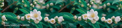 Spring pattern. Panorama of white jasmine flowers on a background of green le...