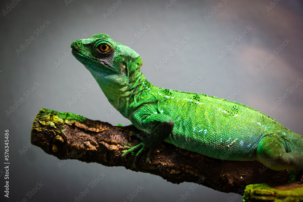 Fototapeta premium chameleon on a branch