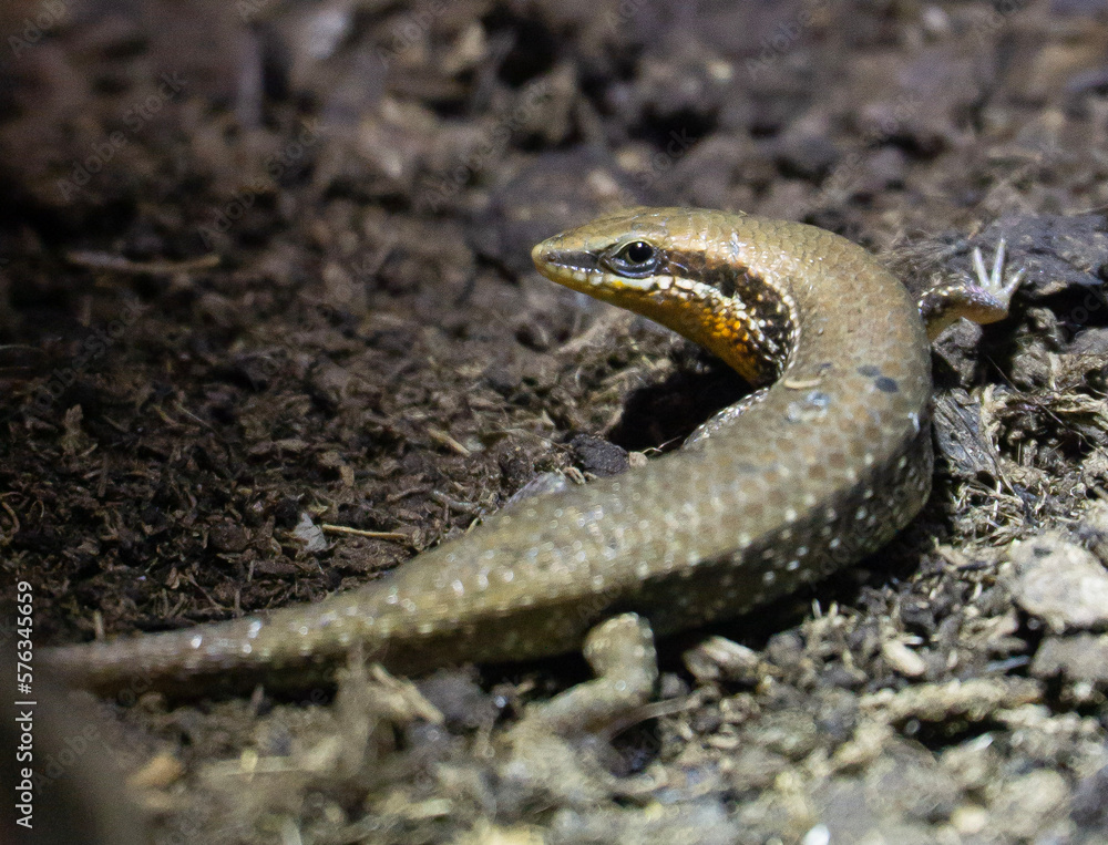 Obraz premium lizard on the ground