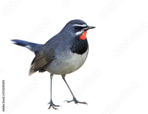 grey bird with black breast and velvet red chin isolated on white background, chinese rubythroat © prin79