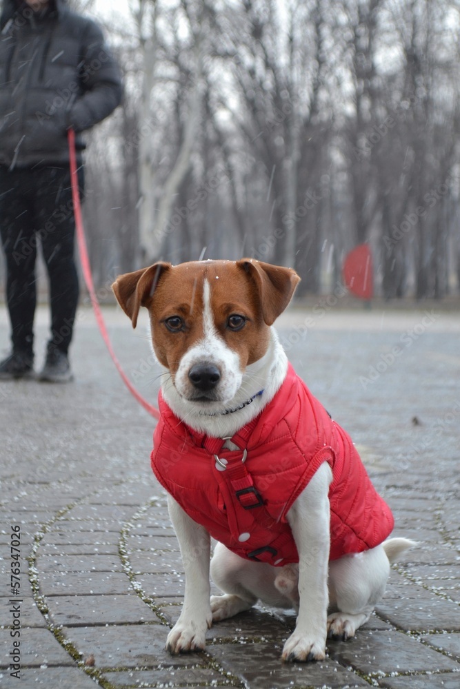 Dog breed Jack Russell Terrier on the street in a red jacket on a leash with the owner close-up Dog breed Jack Russell Terrier on the street in a red jacket on a leash with the owner close-up