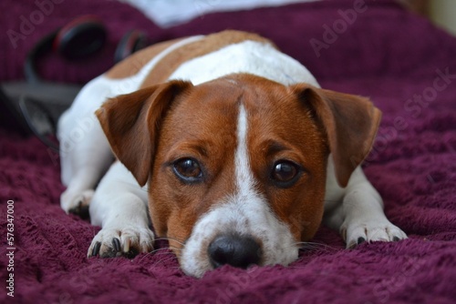 Dog breed Jack Russell Terrier lies on the couch close-up. Dog eyes, dog muzzle, jack russell terrier