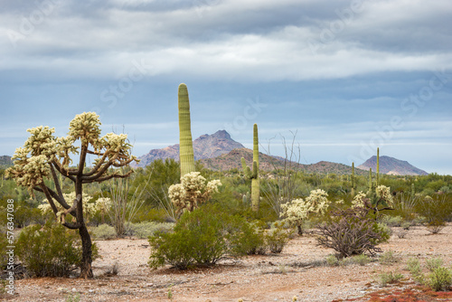 Cactus Filled Landscape of Organ Pipe Cactus National Monument photo