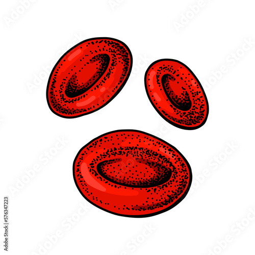 Erythrocyte red blood cells isolated on white background. Hand drawn scientific microbiology vector illustration in sketch style