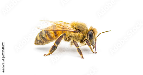 western honey bee or European honey bee - Apis mellifera - closeup side profile view isolated on white background