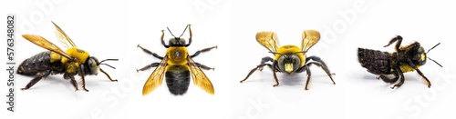 Male Eastern carpenter bee - Xylocopa virginica - 4 views side profile, dorsal top, front, bottom. Isolated cutout on white