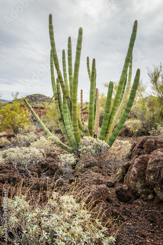 Cactus Filled Landscape of Organ Pipe Cactus National Monument photo