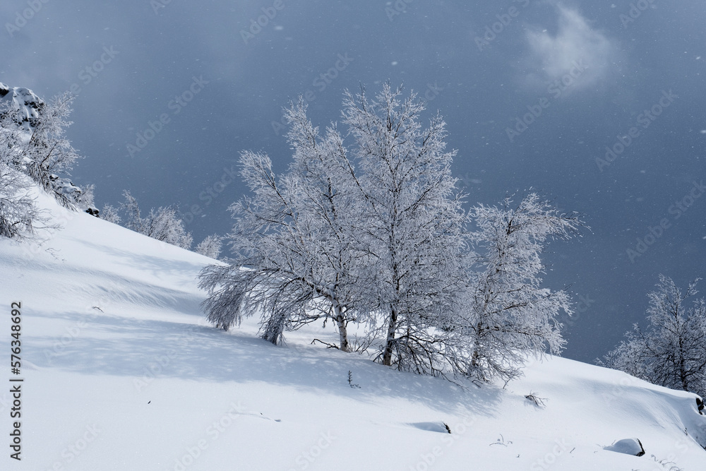 Snowy tree branches against the blue sky after a heavy snowfall in the Ural mountains Snowy tree branches against the blue sky after a heavy snowfall in the Ural mountains