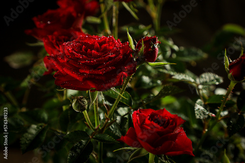 Fototapeta Naklejka Na Ścianę i Meble -  red roses with water drops on black background