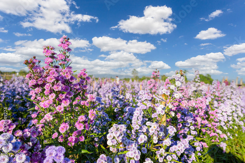 Beautiful Landscape of Purple Lavender and Cutter field flower in the nature garden horizon of the summer blue sky background in Chiang Mai,Thailand.