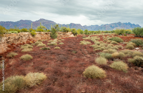 Small Bushes at Organ Pipe Cactus National Monument photo