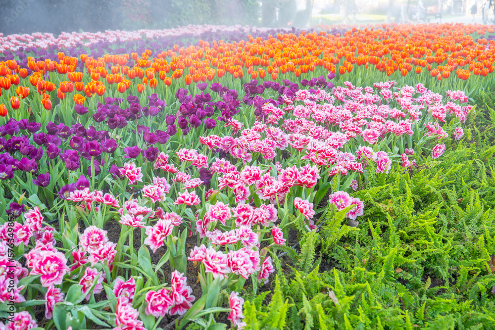The Vibrant color tulips in garden. North, Thailand.