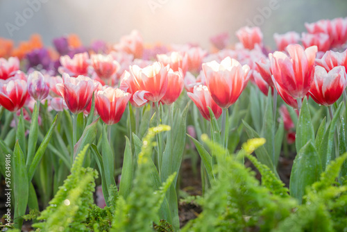 The Colorful pink tulip blooming in field plantation