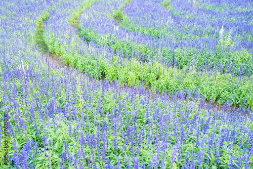 closeup the blue sage flowers in bloom growing in herbal garden