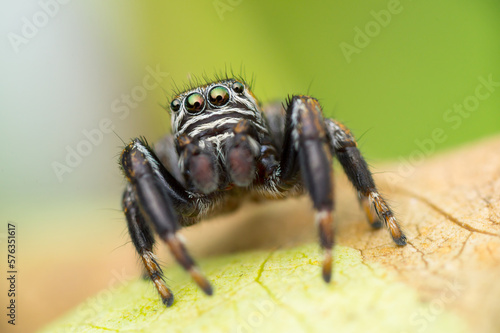 Isolated close-up of a jumping spider looking at you from a green leaf (Evarcha arcuata male)