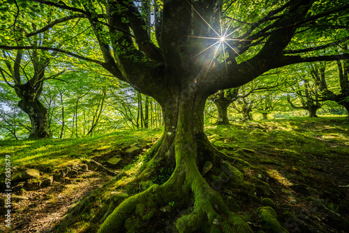 Mossy tree roots in forest with green vegetation photo