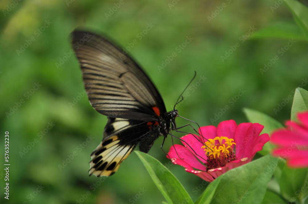 Fototapeta premium kupu