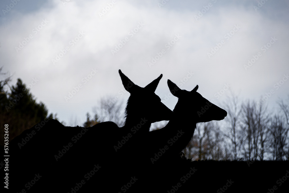 Fototapeta premium Silhouette of 2 deer lying down