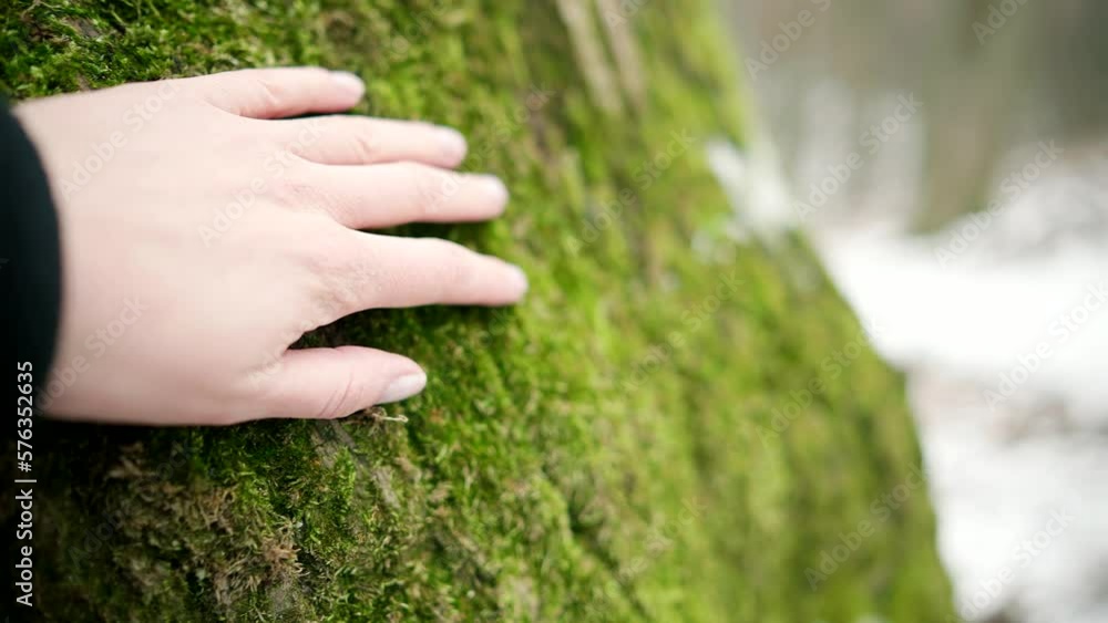 Moss on trees adds to beauty of forest environment. Moss on trees adds to beauty of forest environment.