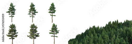 Valokuvatapetti Collection of conifers, Christmas trees and forest isolated on alpha channel, tr