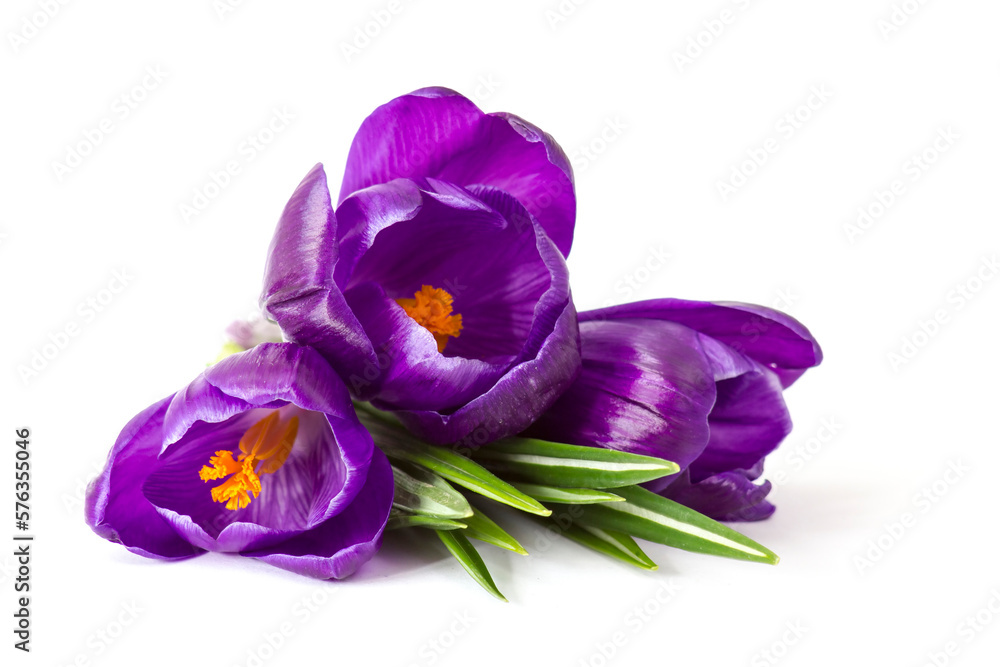 crocus flowers on white background - fresh spring flowers crocus flowers on white background - fresh spring flowers