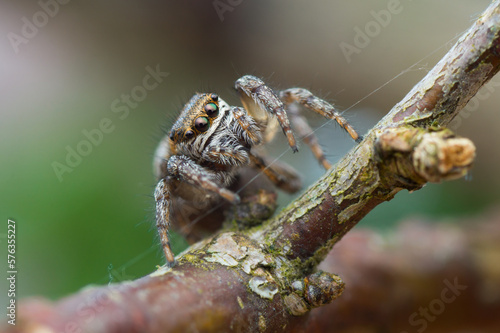 Isolated close-up of a female Evarcha arcuata jumping spider sitting on a small branch an looking at you